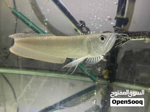 للبيع سمك مفترس