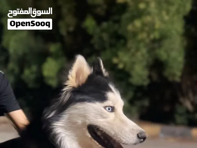 سلام عليكم فحل هاسكي سيبيري للبيع