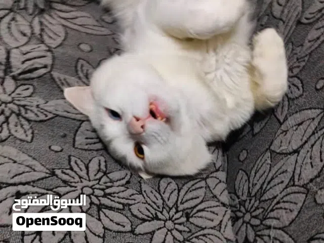 قط للتبني عين وعين