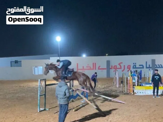 فرس قفز حواجز