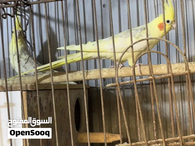 زوج كوكتيل ملات محميه