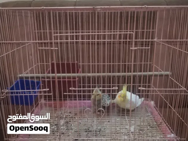 متاح زوج كوكتيل مخاليف واحد ربه وثاني وحشي اقره وصف