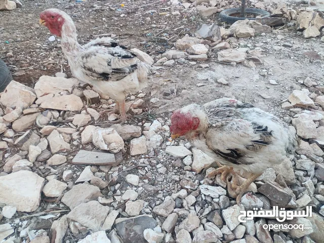 دجاجتين فرسيات ديك باكستاني