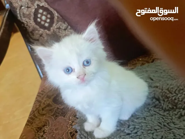 قطه شانشيلا للبيع