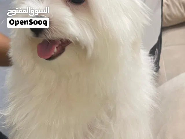 Maltese 10 month male and very friendly and I want to seal it because my son is allergic from dogs