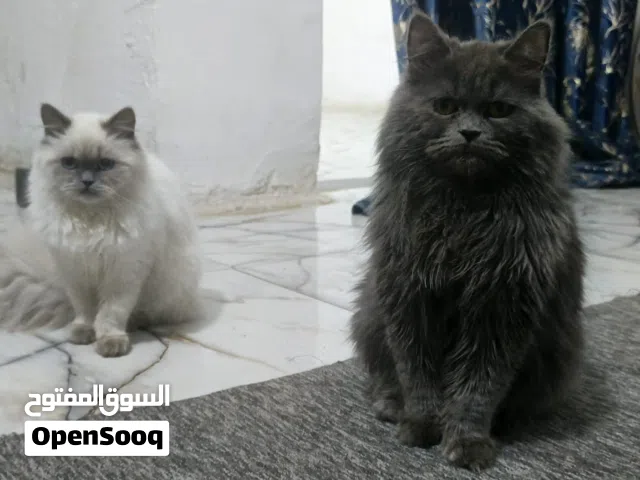 قطط مفقودات