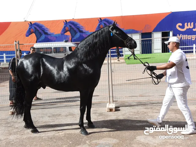 لماح عربي أصيل في صحة جيدة