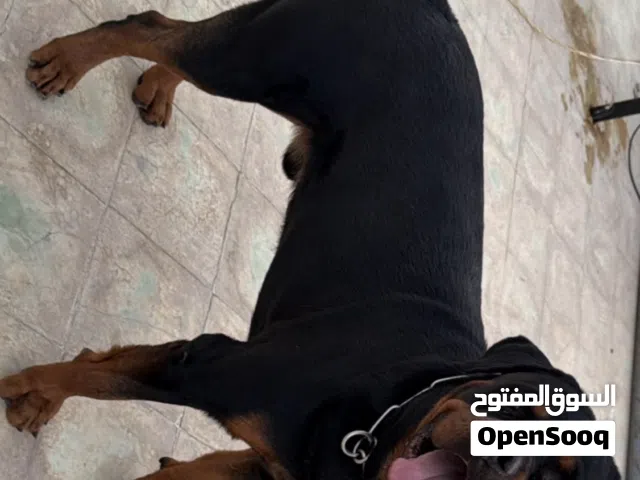 روت وايلر مستوى قوي