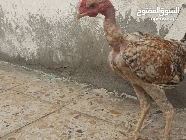 تخم دجاج عرب مال بيت