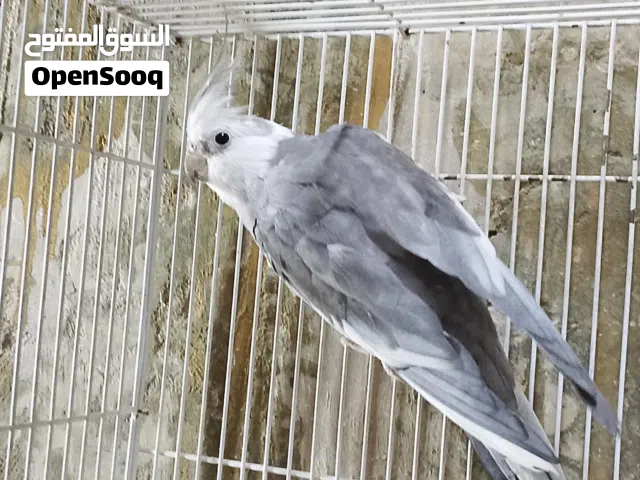 متاح فحل كوكتيل انكليزي ويت فيس عيون حمر شرط الانتاج الطير جاهز ومظمون الانتاج