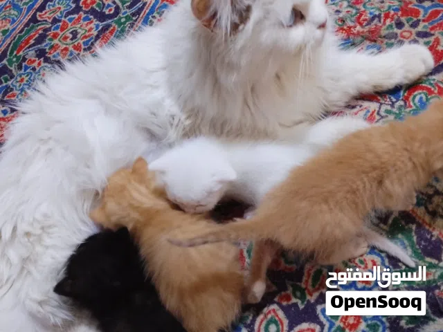 قطط البيع بسعر خيالي