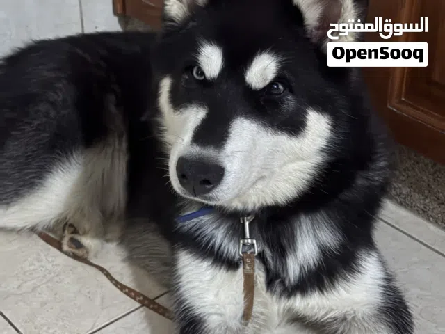 كلب هاسكي للييع
