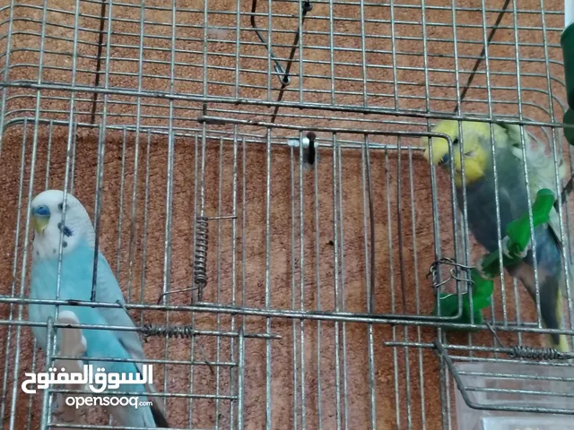 طيور حب للبيع سعر 20 دينار مع قفص