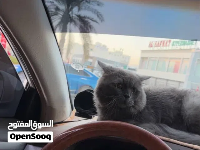 قطط شيرازي رمادي للبيع