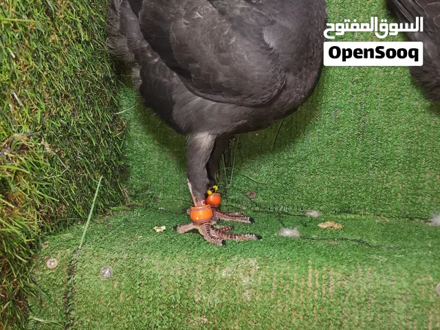 متاح فرخين بصلاه على النبي مكريشي و مطعمات بياض وجه