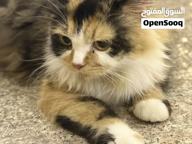 نثيه شيرازي