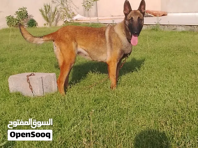 انتاية مالينوا كلاسيكي