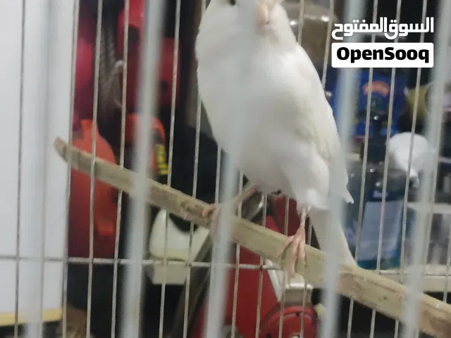 كناري البيع