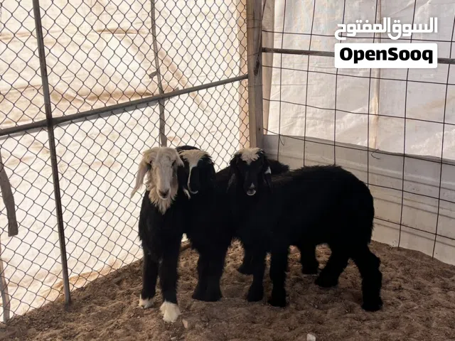 حملتين وكبش للبيع