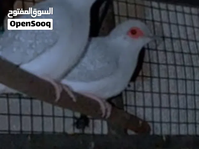 حمام يماني للبيع