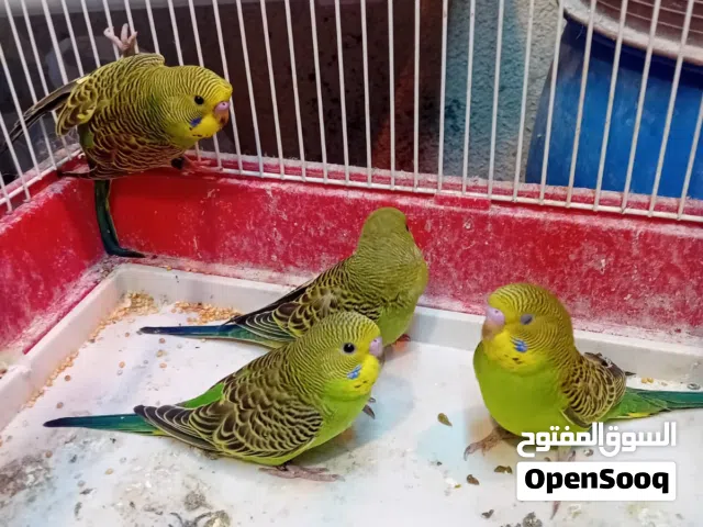 طيور حب للبيع