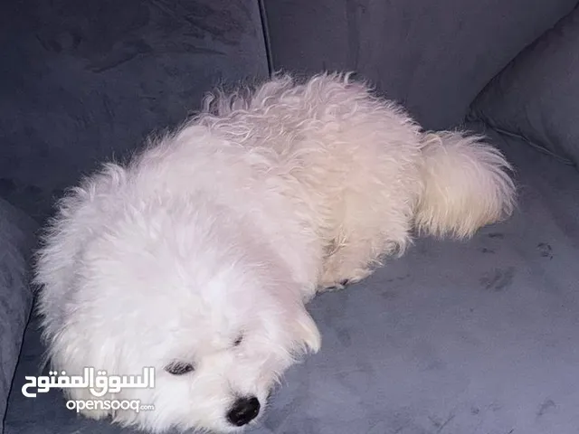 كلب بيت