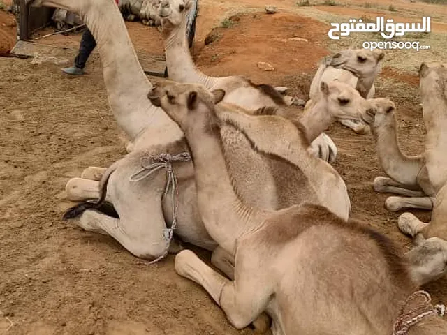 جمال قعدان للبيع بلد المنشا اثيوبيا الوزن اكبر من 220 كيلو العمر اكبر من سنتين ونص