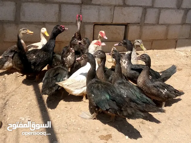 بط وجاج وصيصان