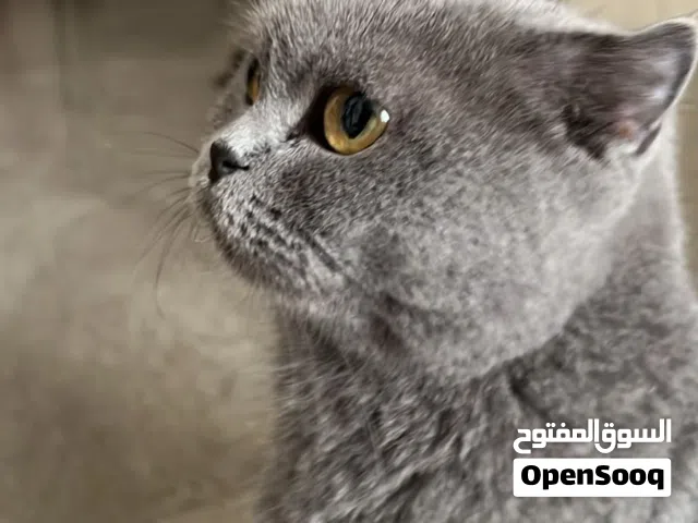 قطه للبيع من دون المستلزمات