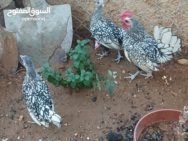 طقم سبرايت فضي اسباني