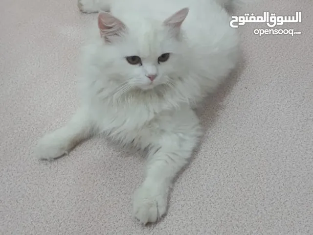 قطط للبيع طالبه تزازج ب100 وبيها مجال