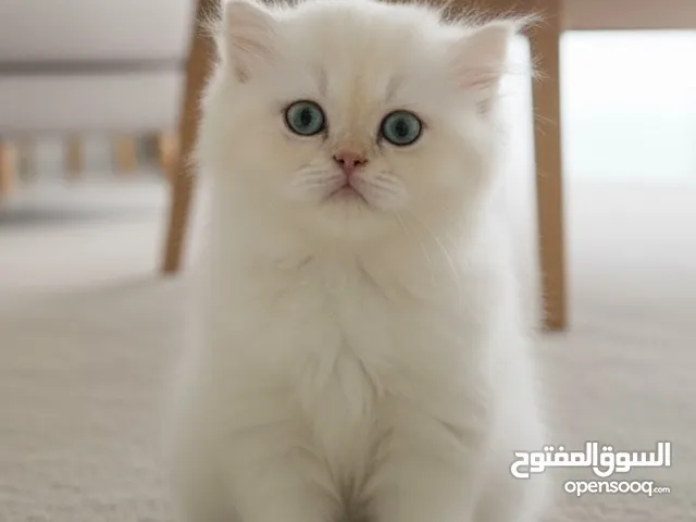 قطط شيرازي للبيع بيور و نظيف جدا ... small kitten for sale