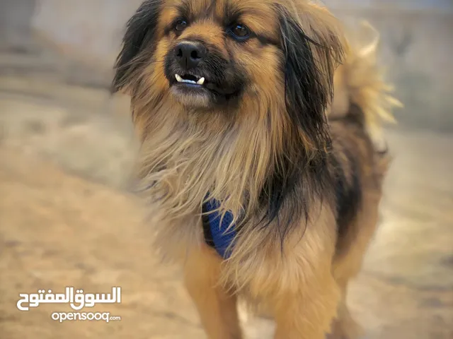 متاح ذكر بيكنوا عمره سنه وشهرين ناشط صحه لاقوه الا بالله واخذ تطعيمات كاملات ابره ديدان ابره قراد