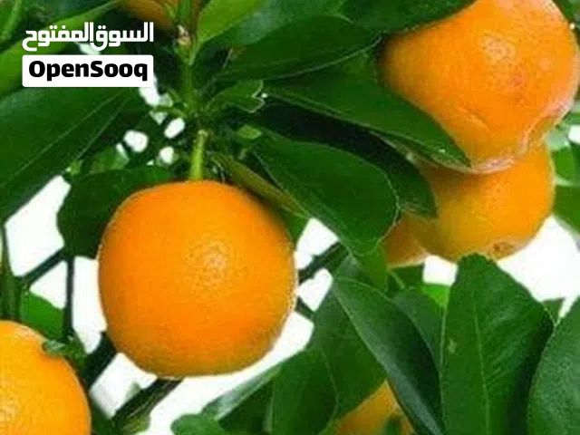 خدمات الحدائق المنزليه والأراضي الزراعيه، تشكيل وتقليم وقص جميع الأشجار و تعشيب الحدائق بخبرة