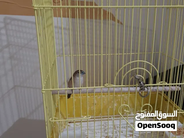 طير نوع  زيبرا