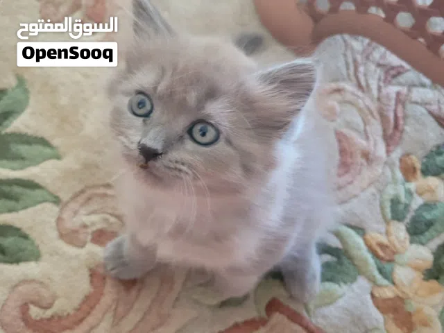 قطط سكوتش ستريت ذكور