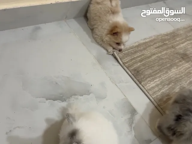 كلاب برليماريا