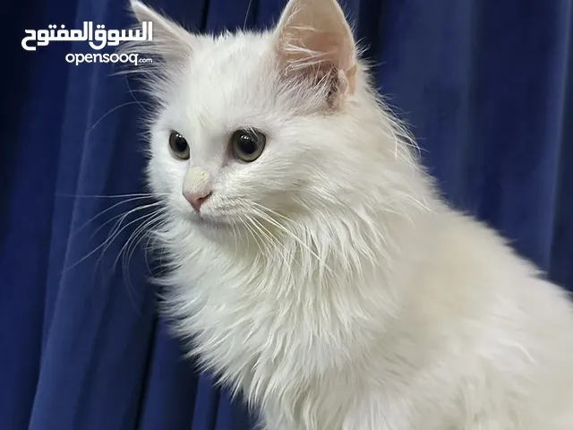 قطه شيرازي للبيع