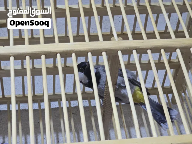 بلبل مفتوح وجاهز للتزاوج