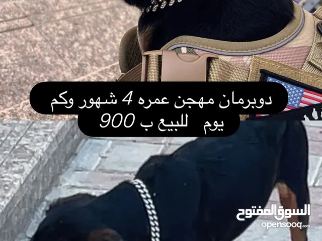 دوبرمان مهجن