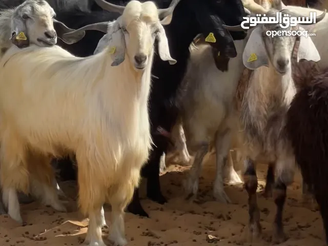 بيع تيوس وخرفان