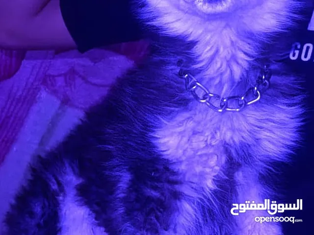 جرو هاسكي سيبيري عمر ثلاث اشهر. حبه بصلاه ع النبي مميزه