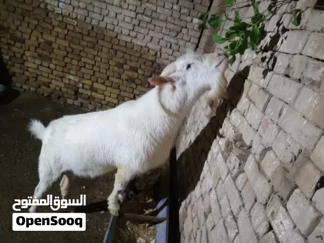 السلام عليكم فحل ماعز سانين خط أول للبيع العمر سنة ونص خشن صاحي من كلشي