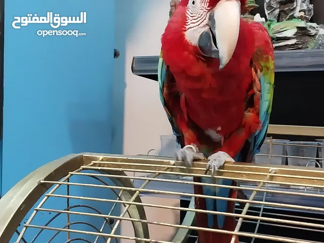 ببغاء مكاو سكارليت لللبيع بسعر مميز جدا