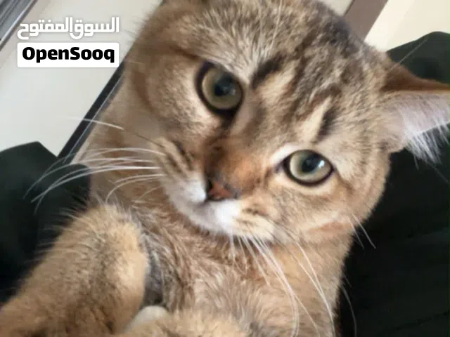 قطة سكوتش ستريت