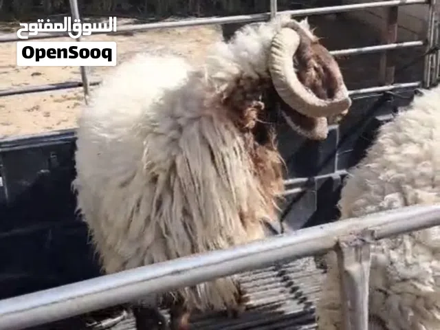 نعيمي محلي الكويت التواصل واتس اب فقط