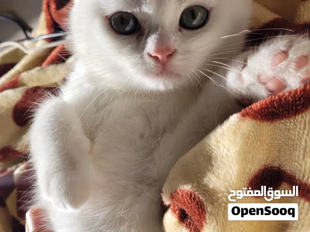 سكوتيش ستريت ذكر ابيض اللون