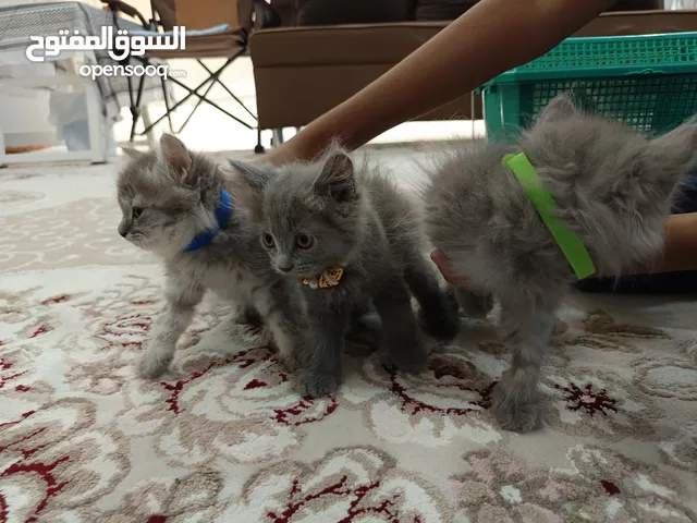 "قطط شيرازية للبيع بأسعار مميزة – لا تفوّت الفرصة"