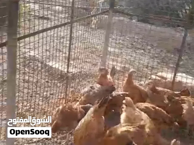 للبيع  قرأ لعلان قبل لا تتواصل وتس