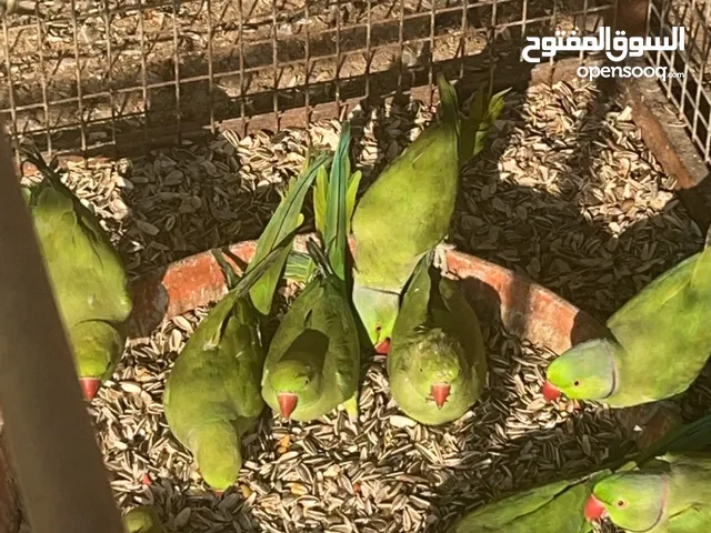 ببغاء الدره